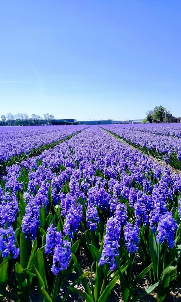B&Bslapenopeeneiland Kaag Exteriér fotografie
